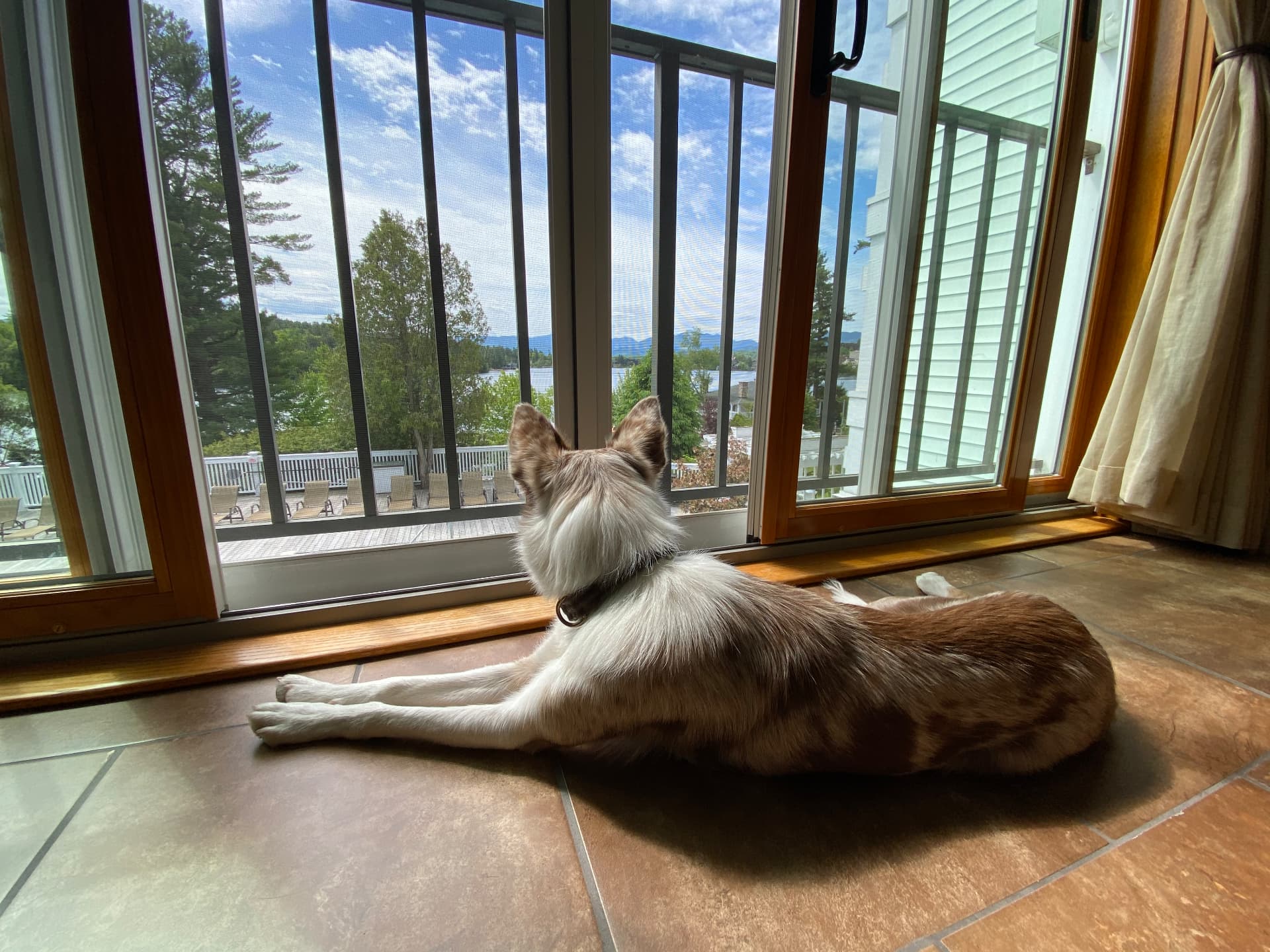 Dog looking out from a Mirror Lake Inn room toward the lake
