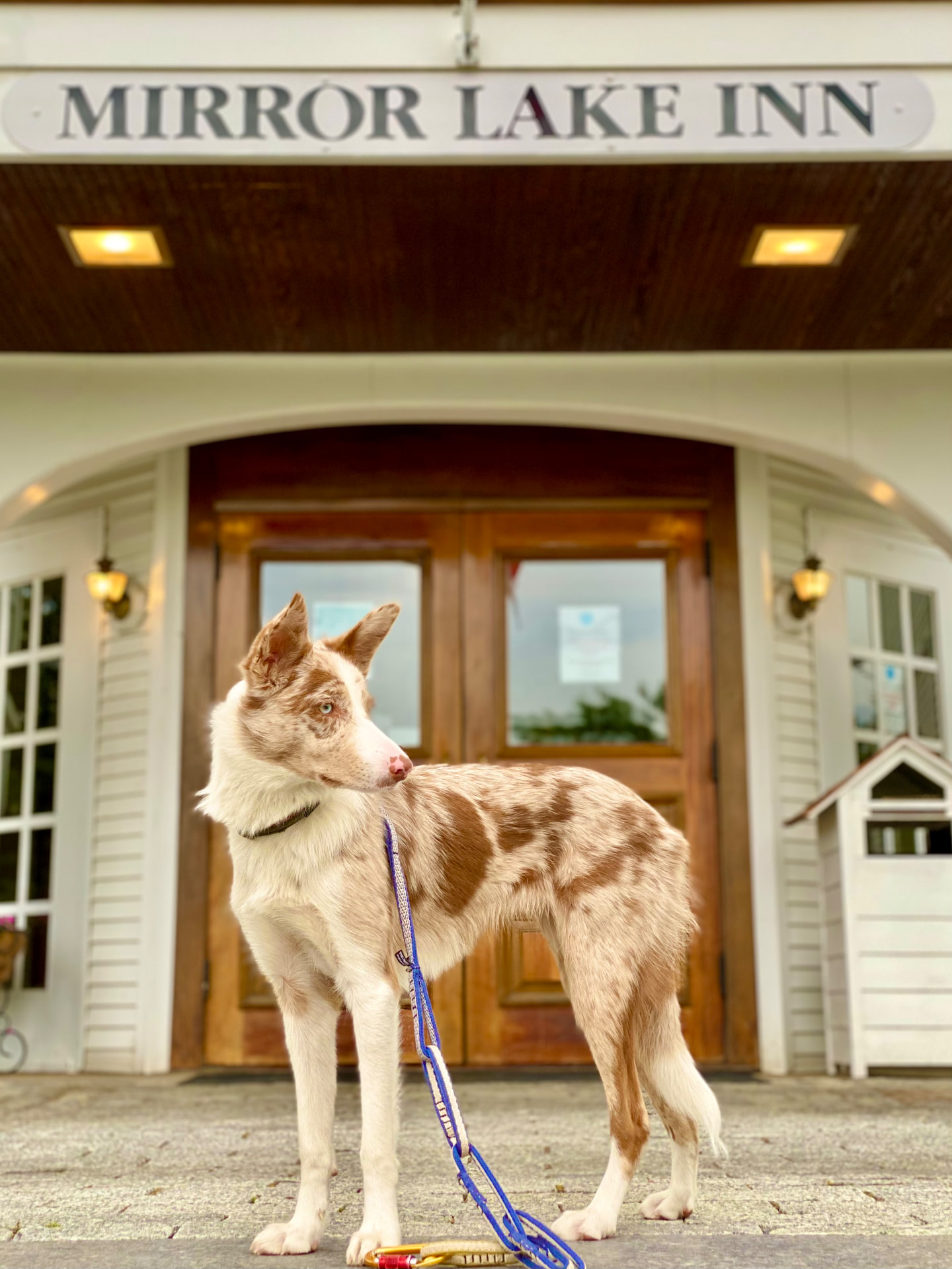 Dog by the Mirror Lake Inn sign