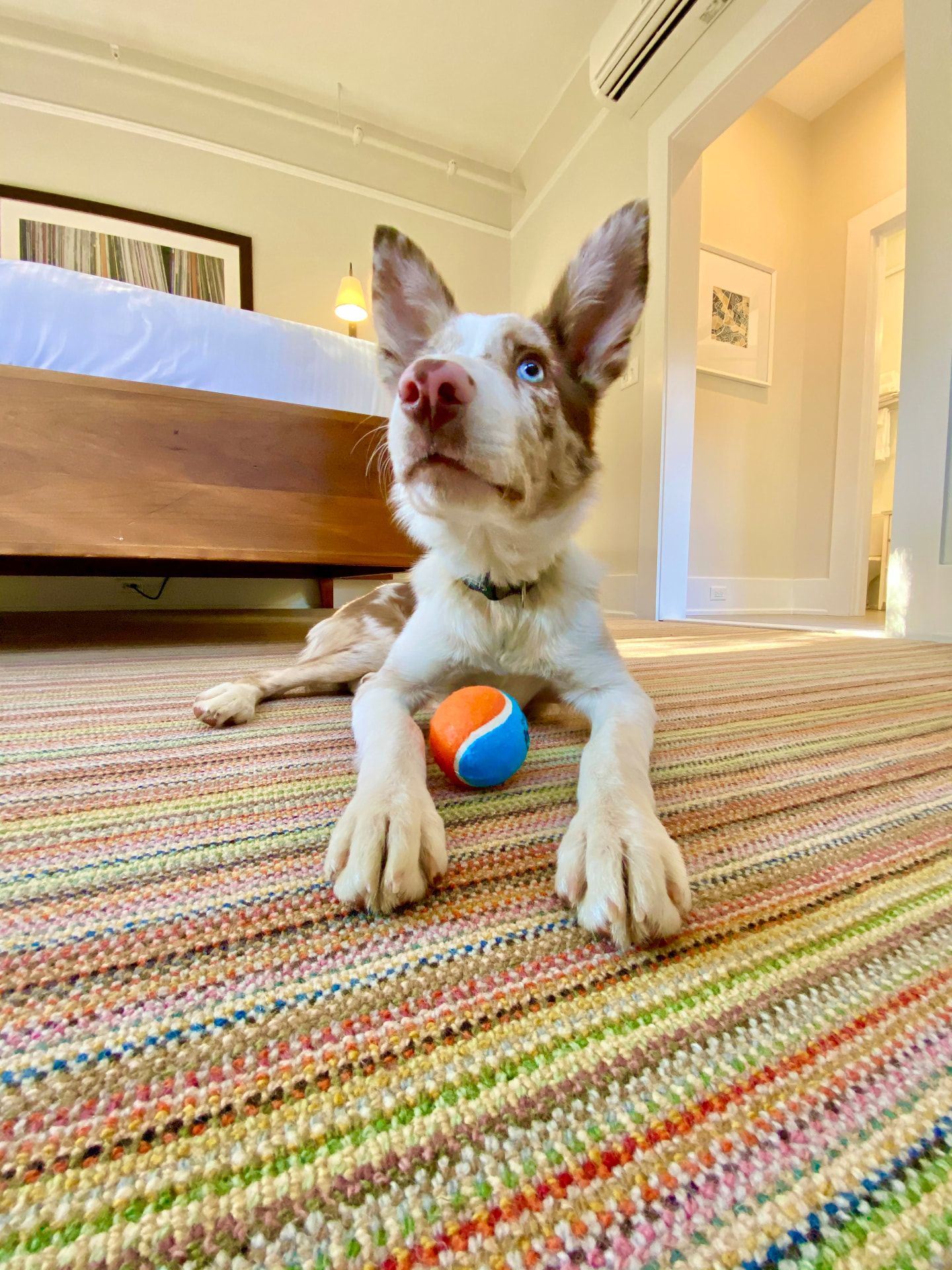 My dog with the ball Oakhurst Inn left in our room