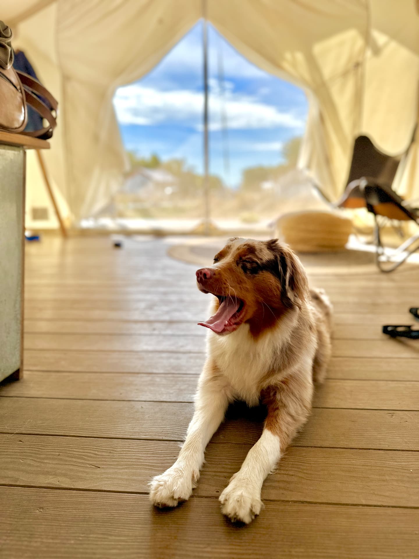 Emily’s dog resting inside the Under Canvas tent